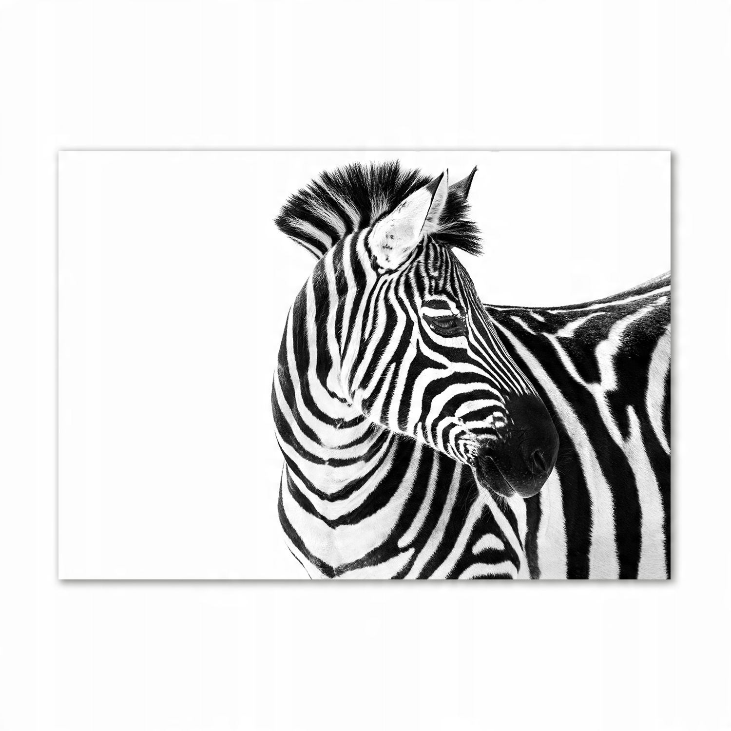 

Foto-obraz szkło hartowane Zebra w śniegu 100x70