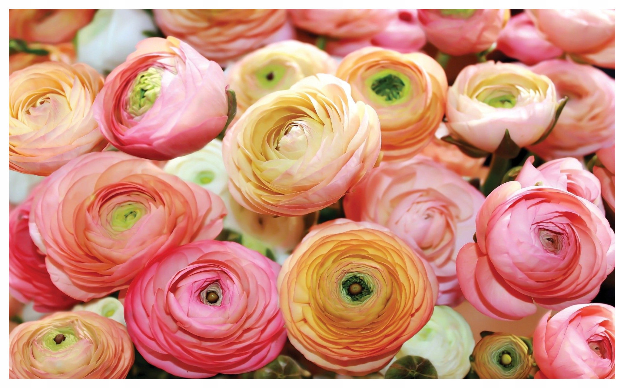 Vliesová fototapeta Ružové Ranunculusy kvetinový raj 350x250 lepidlo