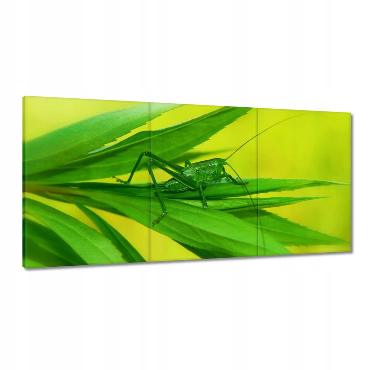 Obrazy 120x60 Zvířata Zvířátka