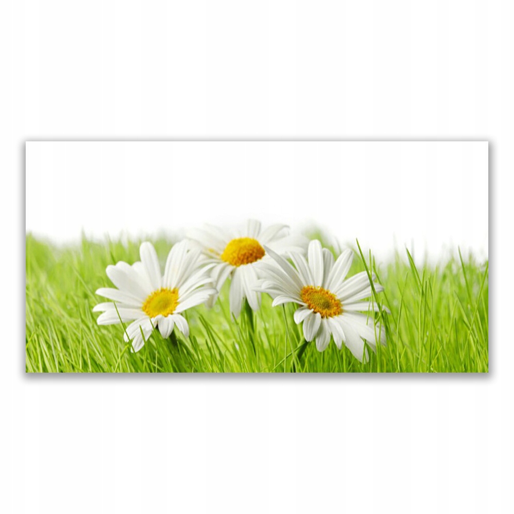 

Fotoobraz wiszący 140x70 Stokrotka Kwiaty Roślina