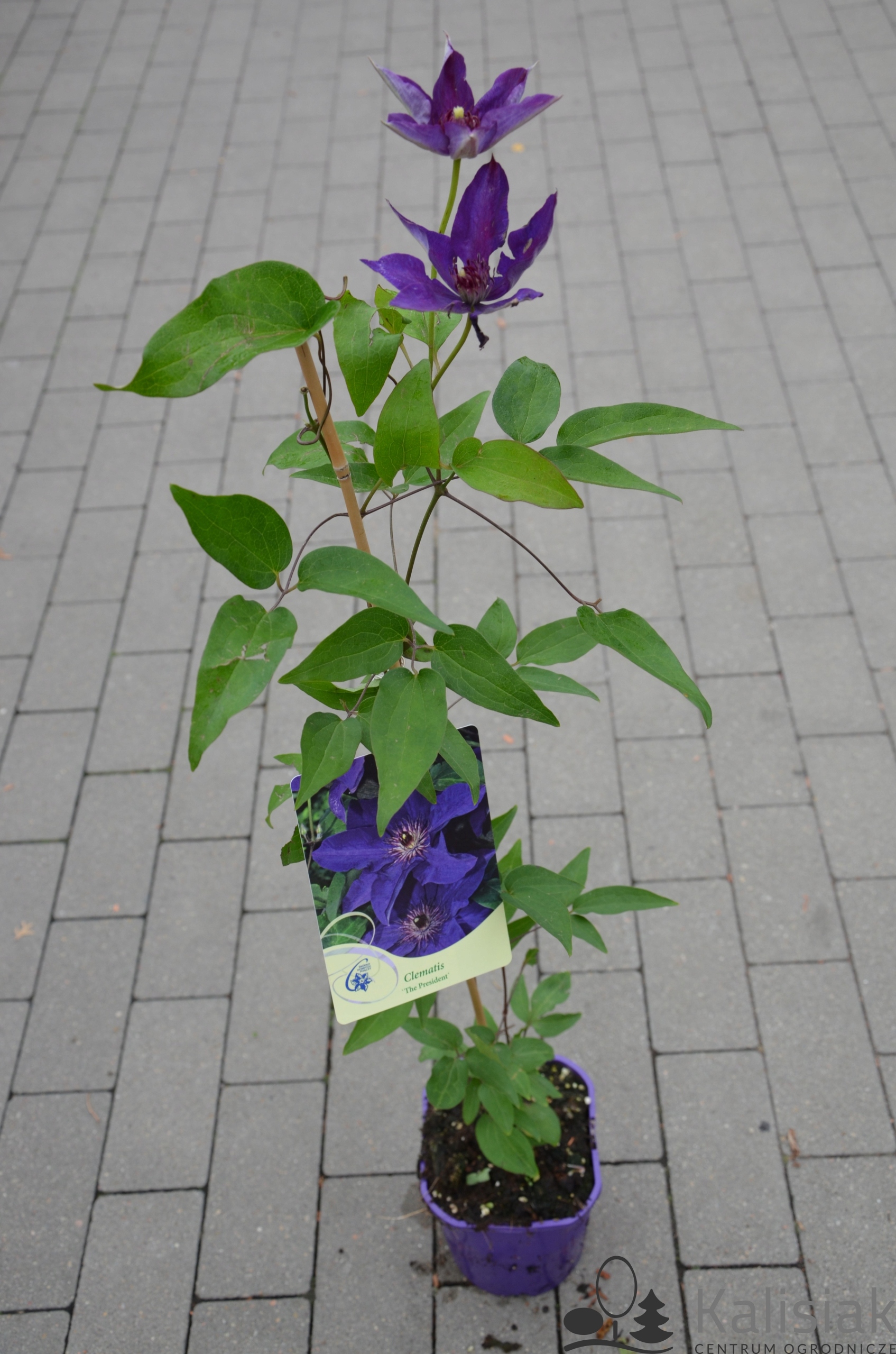 Clematis 'The President' Powojnik 70-90 cm 2L