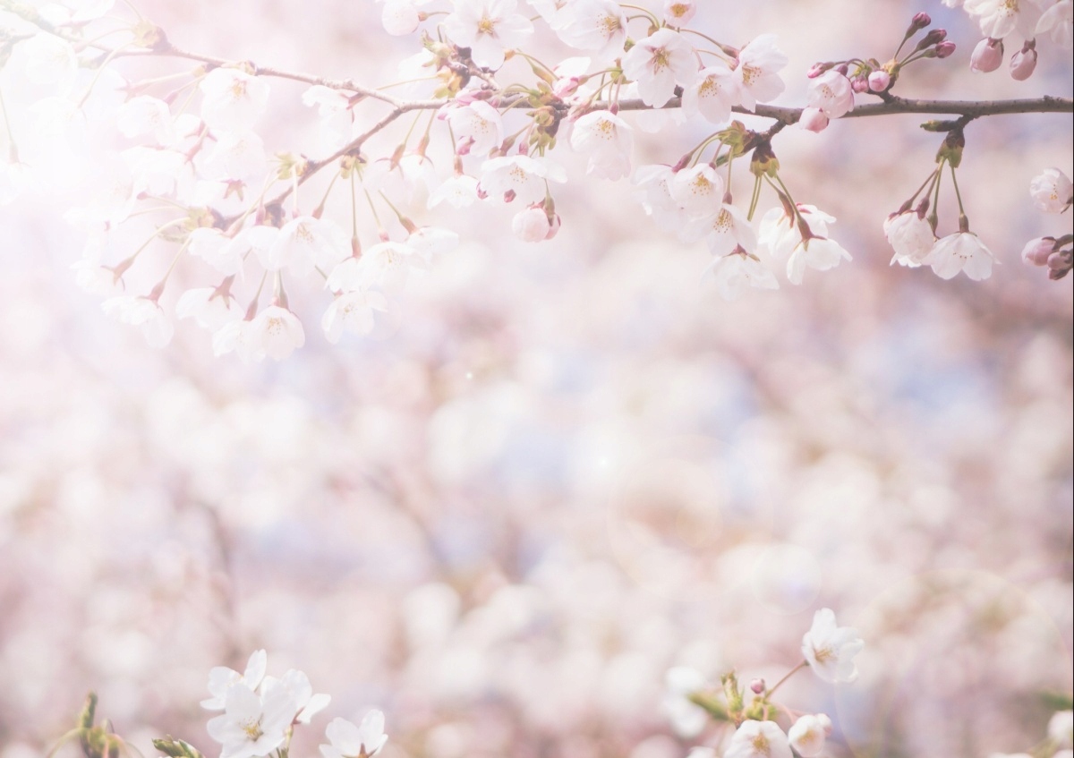 

Tapeta flizelinowa Pąki wiśniowe 208x146