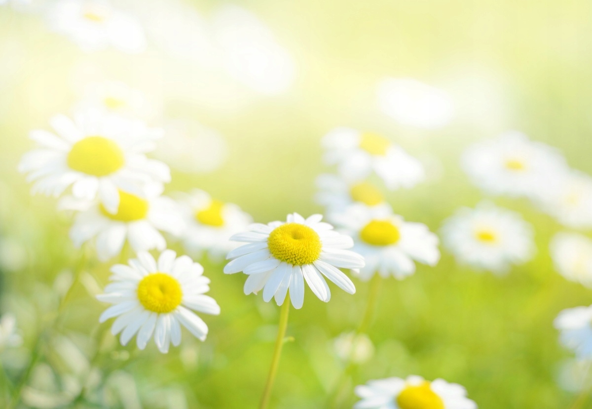 

Fototapeta Flizelinowa Stokrotki Łąka 152x104