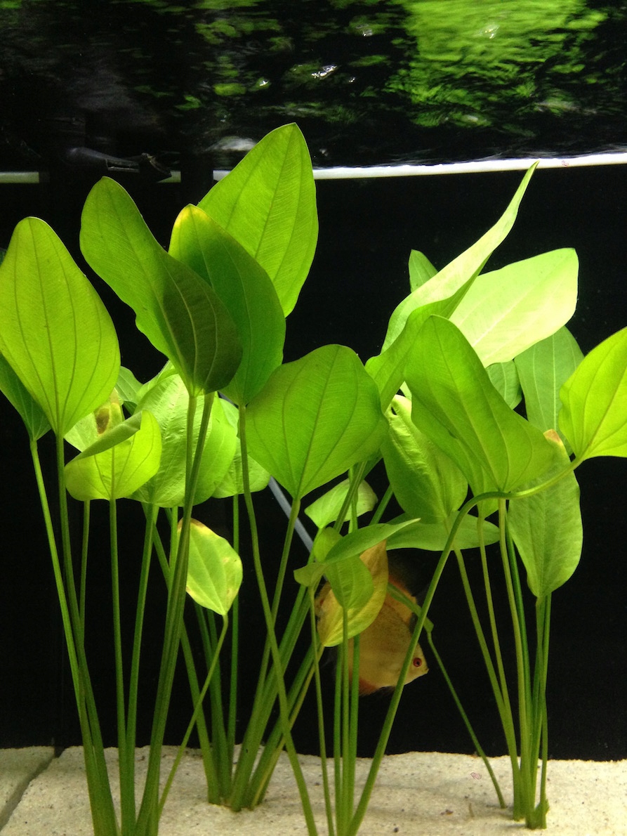 Echinodorus ARGENTINENSIS ZDROWE SADZONKI rozm. M/L