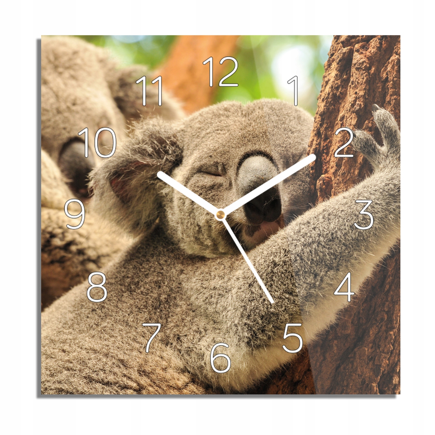 Spící koala strom, skleněné hodiny do kuchyně 30x30