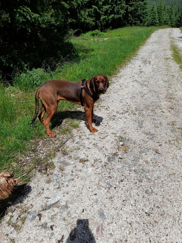 Szelki dla Dużego i Średniego Psa L-XL wygodne Marka Sunka