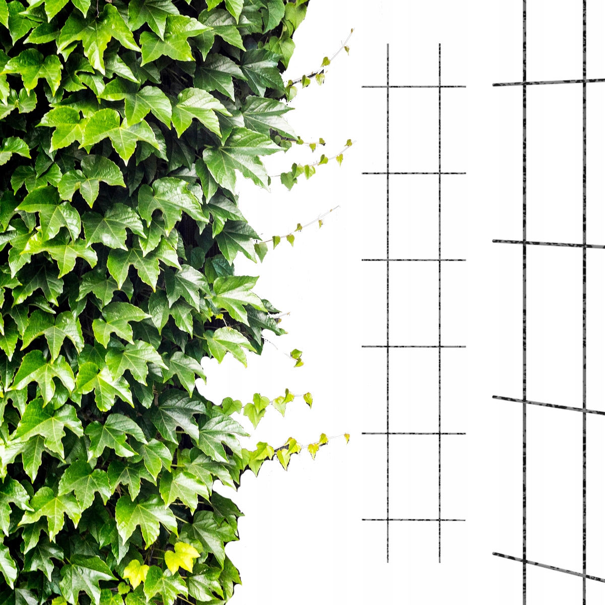 

Kratka do pnączy metalowa 30x150 cm podpora