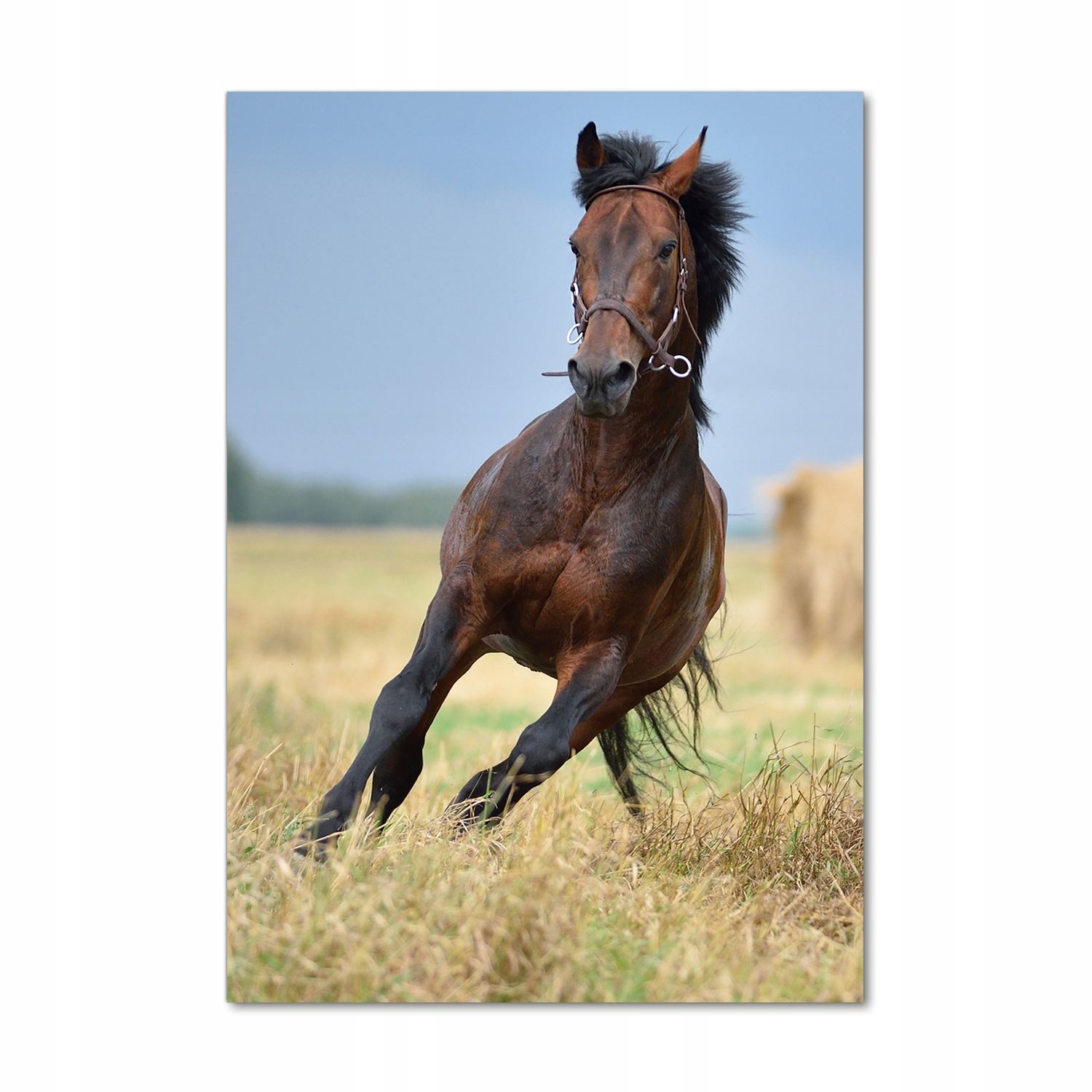 

Nowoczesny fotoobraz akrylowy Koń na polu 70x100cm