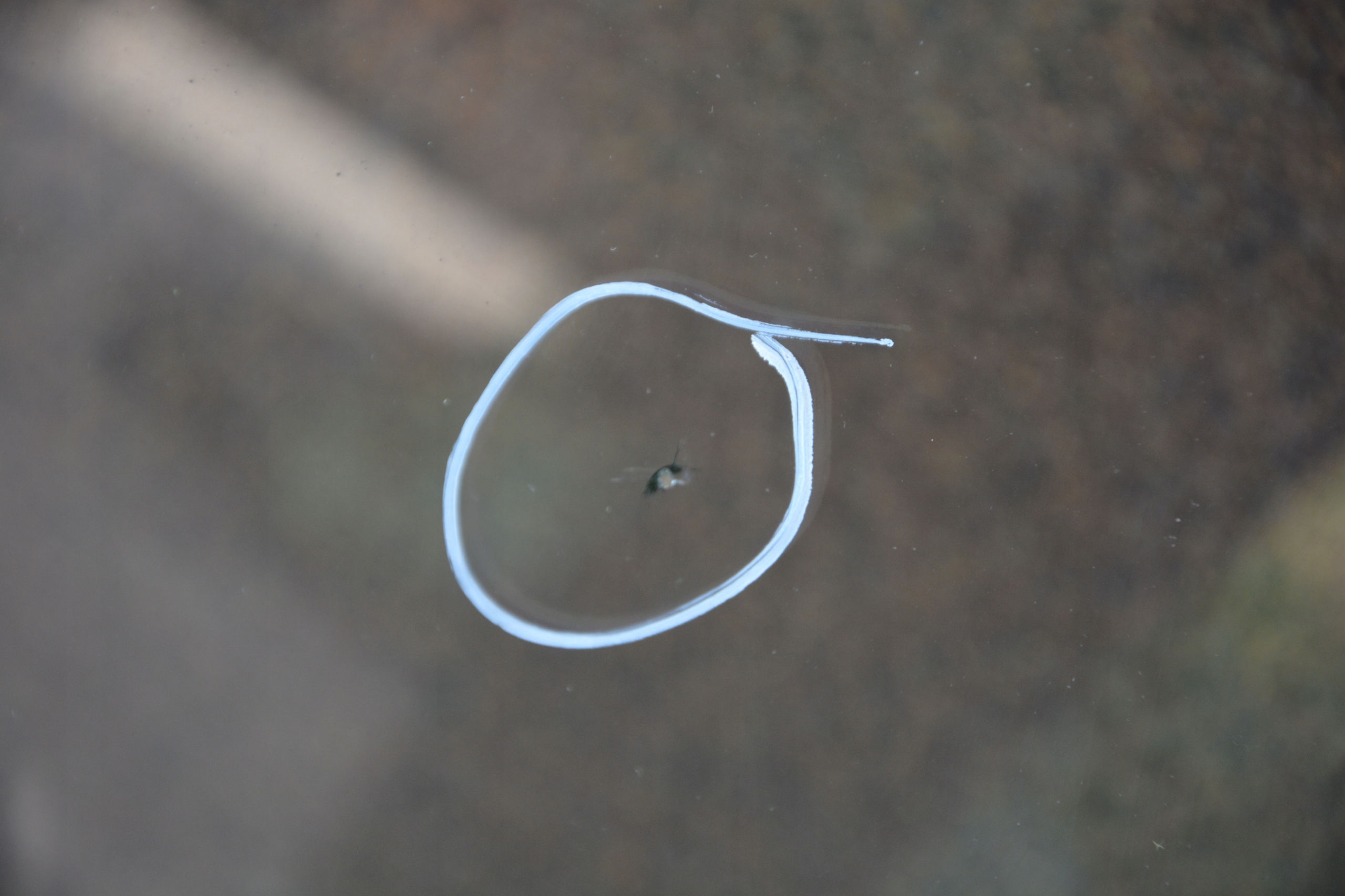 SZYBA CZOŁOWA PRZEDNIA AUDI A8 D3 LONG Jakość części (zgodnie z GVO) O - oryginał z logo producenta pojazdu (OE)