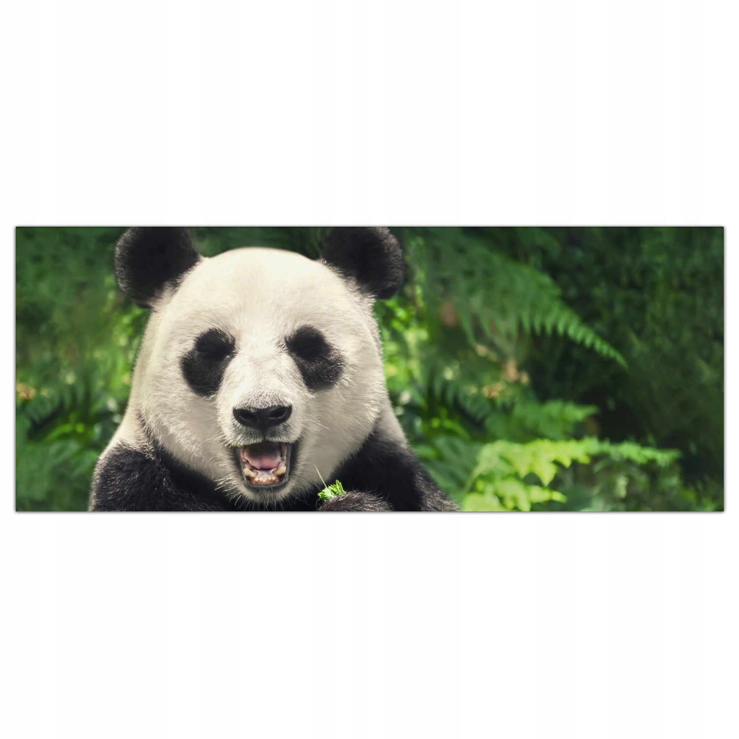 

Obraz Szklany Foto-obraz Chiny Wielka Panda 125x50