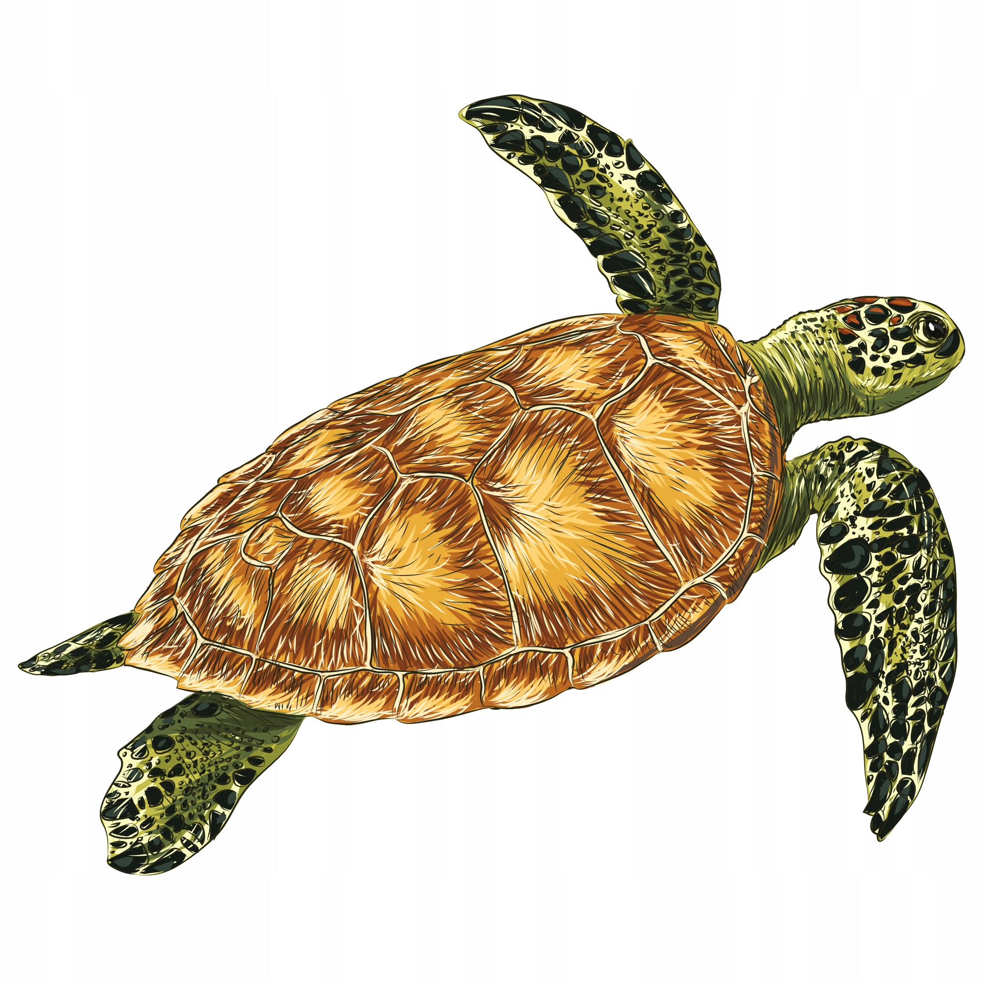 

Naprasowanka Żółw Naklejeka Na Odzież 8