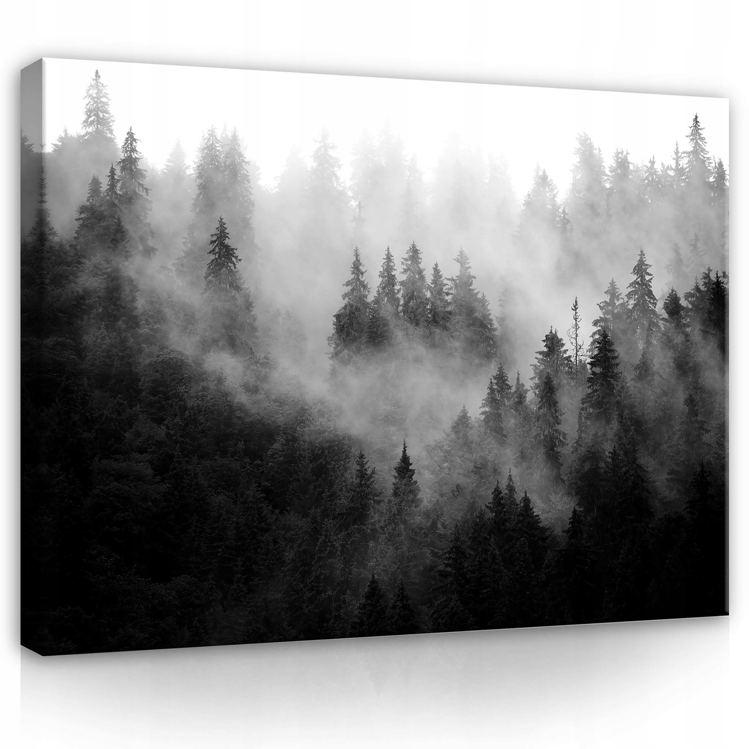 Obraz 80x60 Mlžný les mystika klid hloubka příroda monochromatický