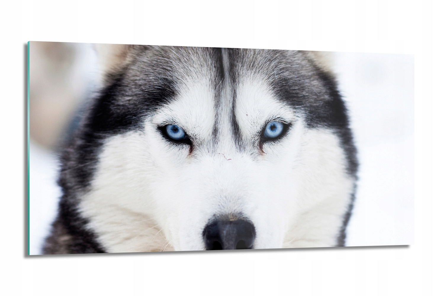 panel do kuchyne tvrdený Rasový pes husky 100x50