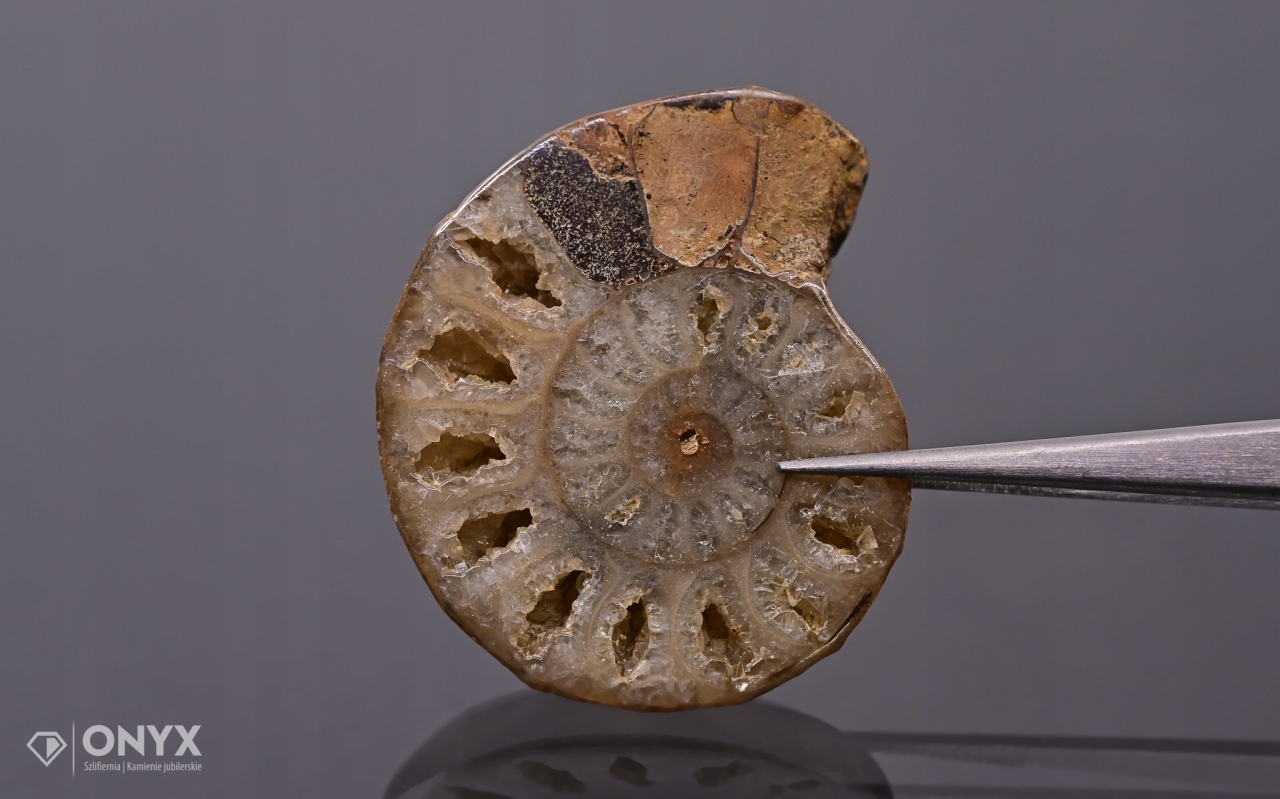 Amonit z Madagaskaru nepravidelný 33x28 mm