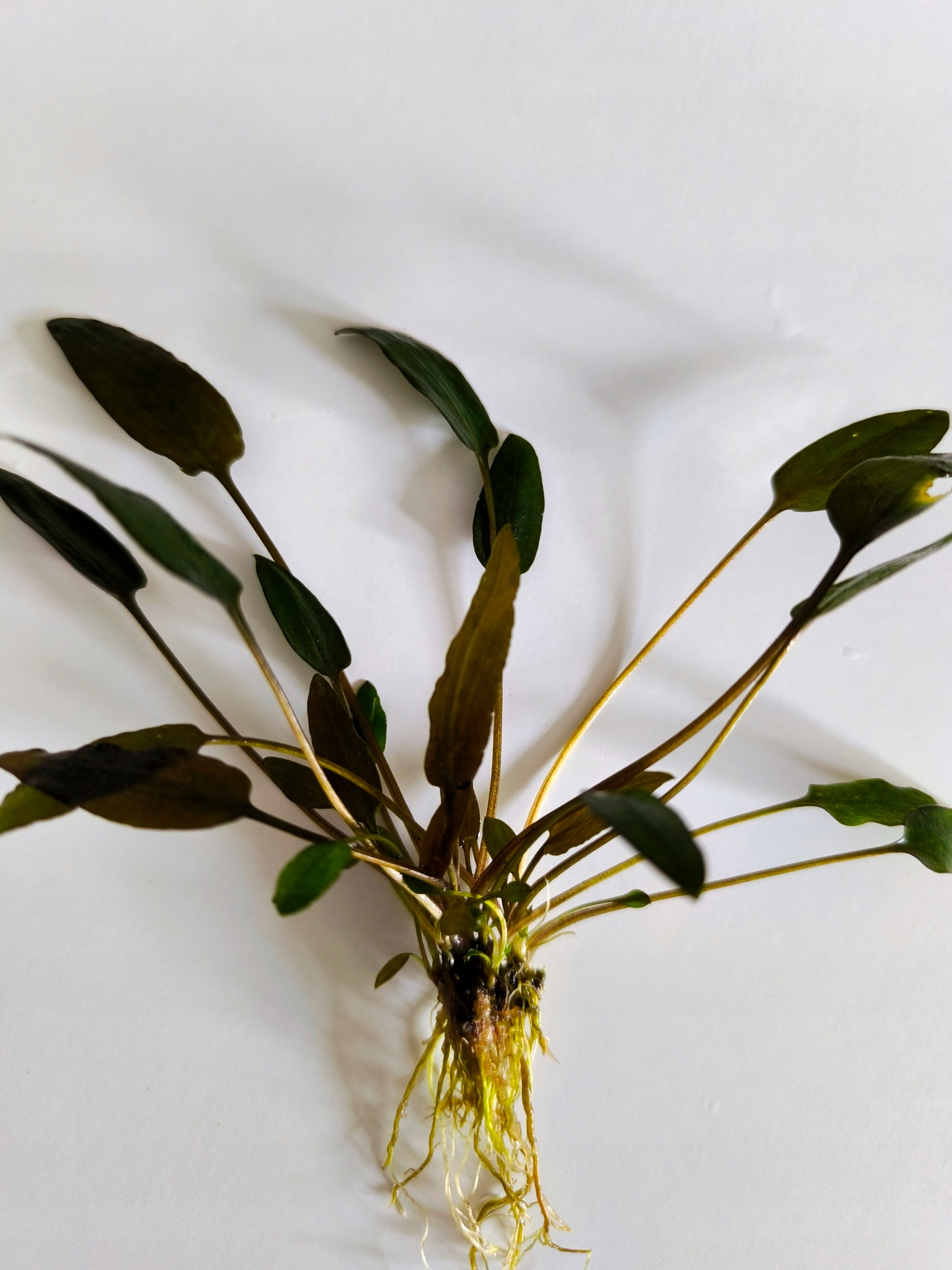 Cryptocoryne Wendtii Brown Sadzonka Rośliny Akwarium