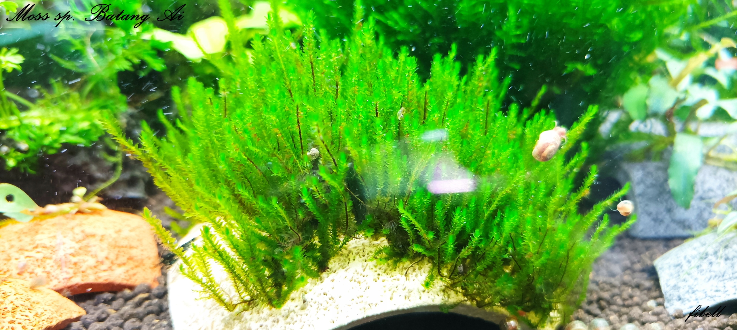 Mech Batang Ai moss nowość od fibell