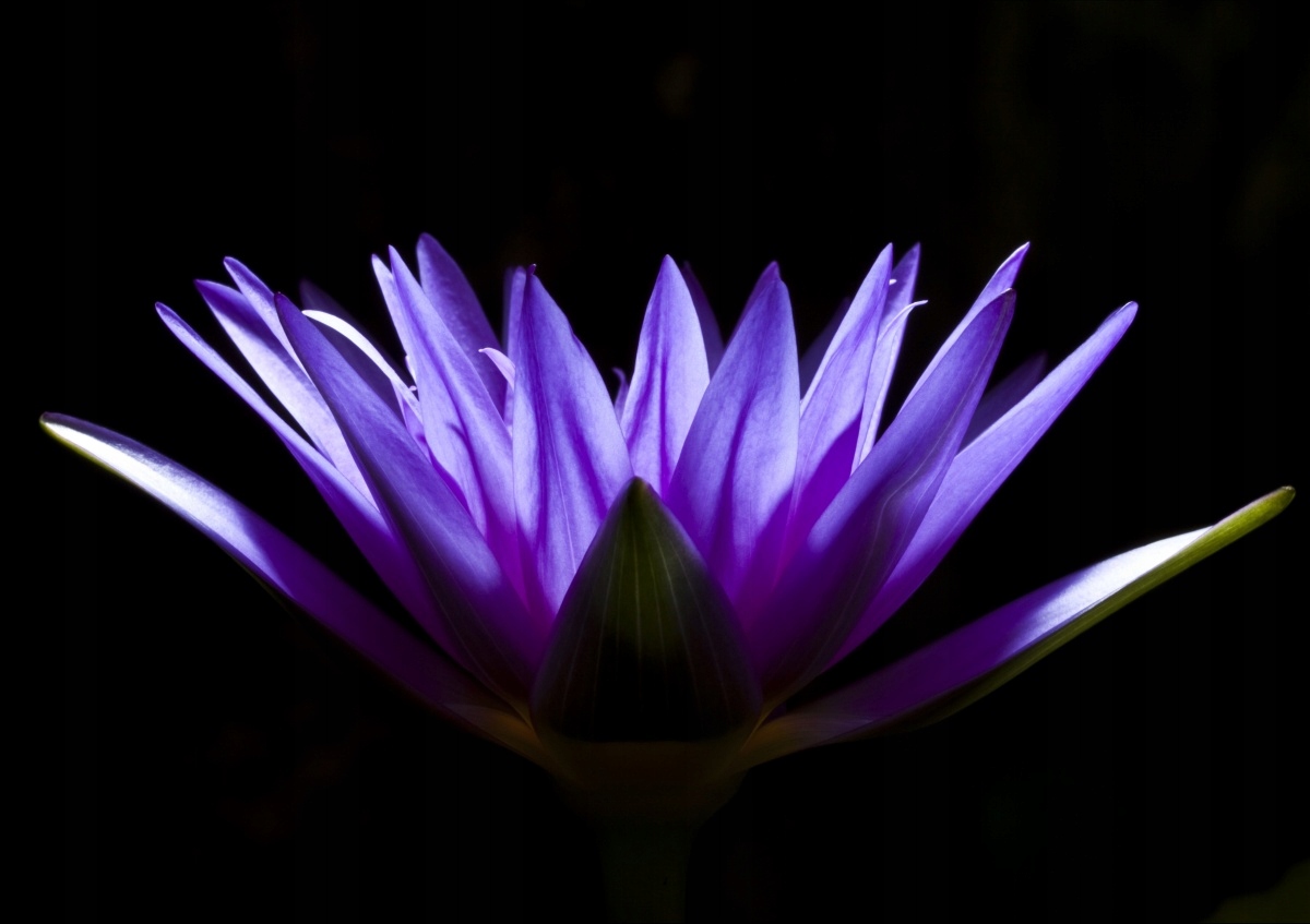 

Fototapeta Flizelinowa Lotos Fioletowy 208x146