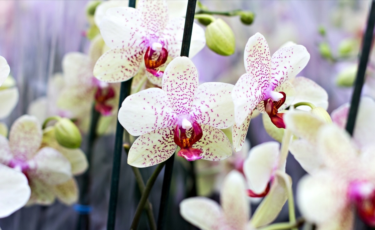 

Fototapeta Flizelinowa Orchidea Kwiaty 416x254