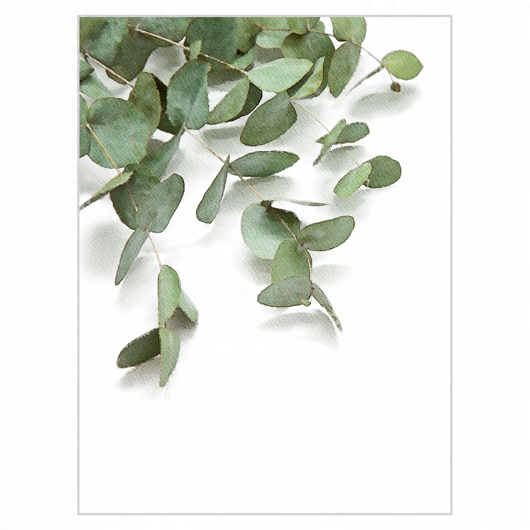 

Plakat 30x40 Eukaliptus akwarela