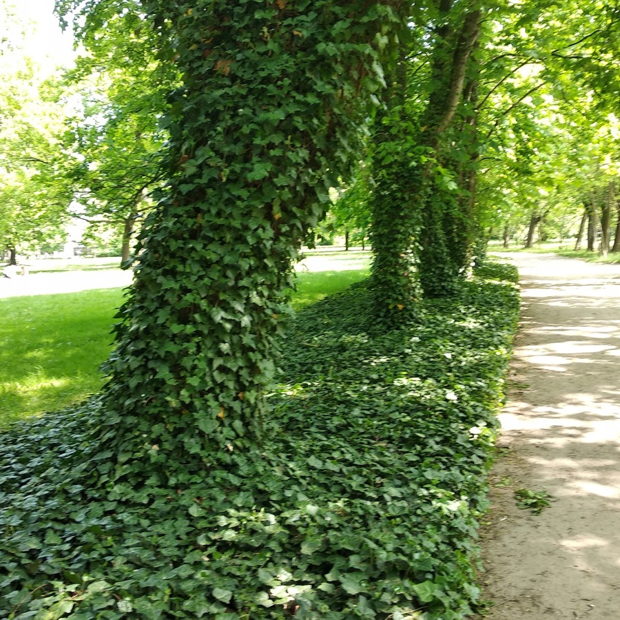 Bluszcz sadzonki w doniczkach 1l