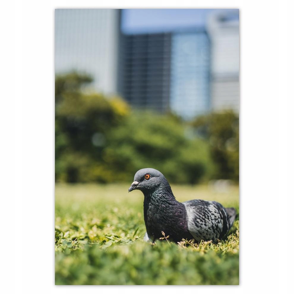 

Plakaty 40x60 Ptaki Ptaszki Ptactwo