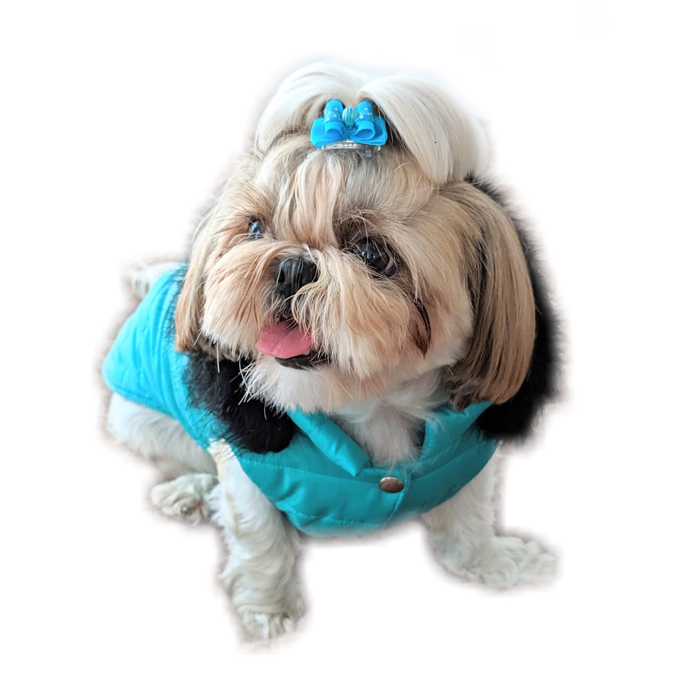 

Ręcznie szyta kurtka e turkusowa Xxxxs Shih Tzu