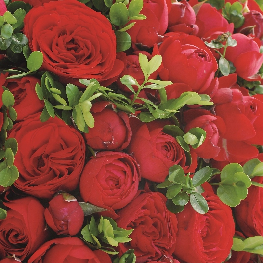 Róża rabatowa HOT ROKOKO - Doniczka 2L