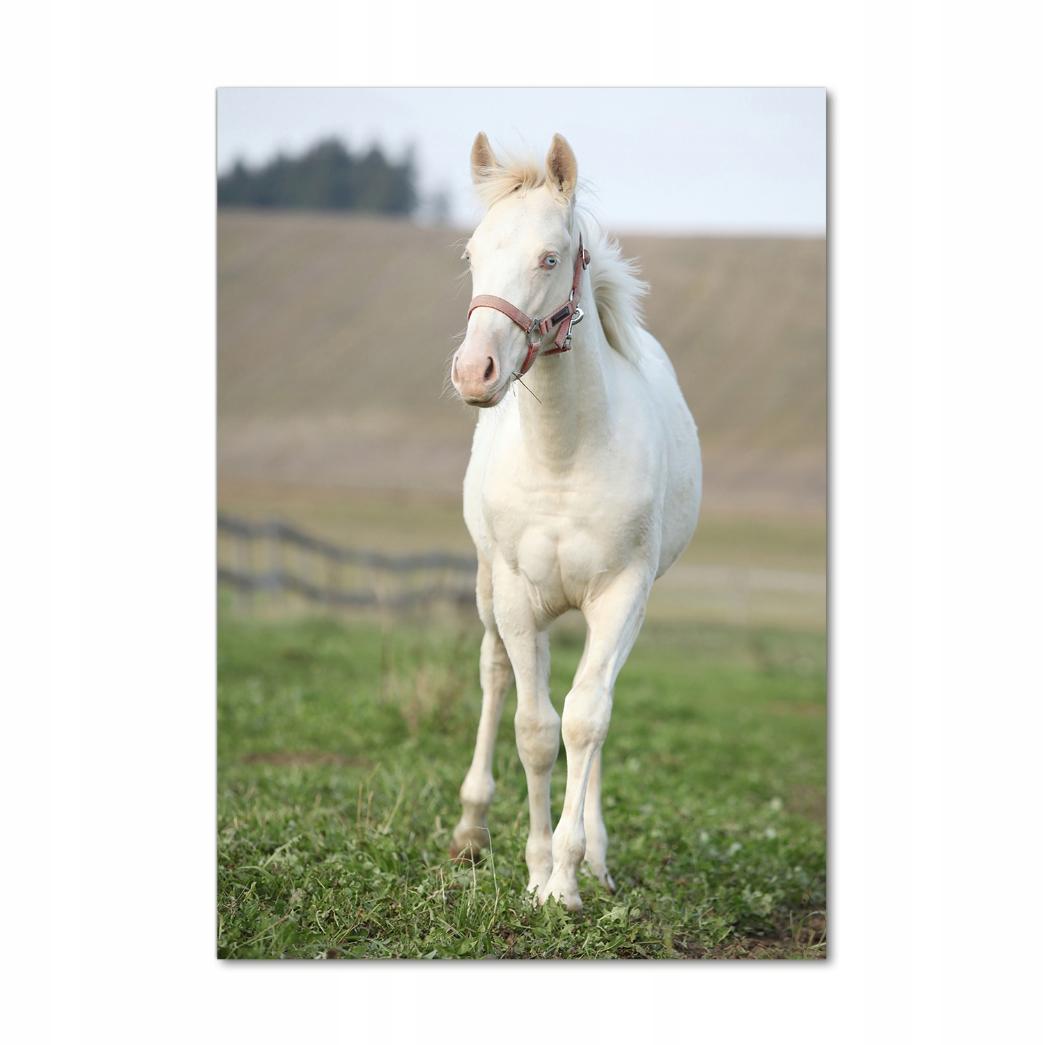 

Foto obraz szkło hartowane Koń albinos 70x100 cm