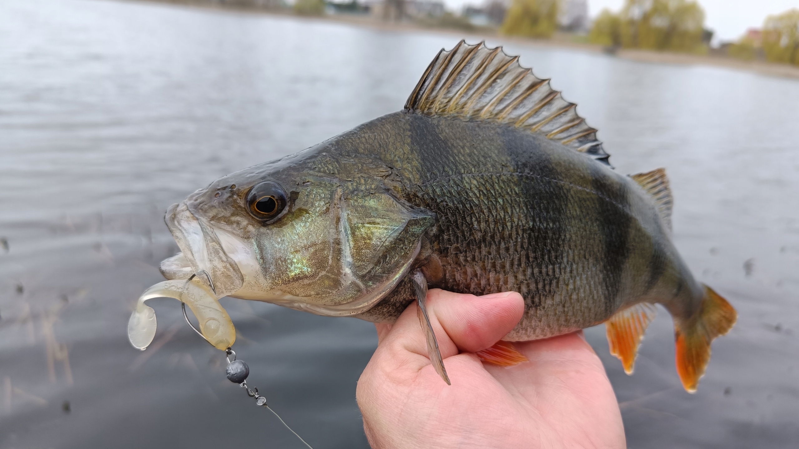 SEWRO SNAKE 7 color 02 MOON Marka Sewro