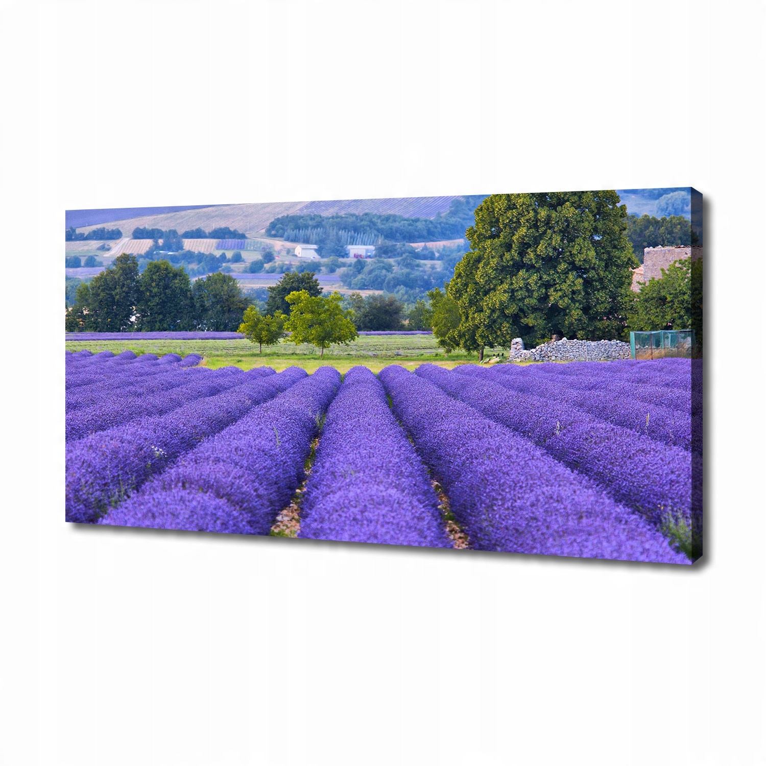

Foto obraz duży na płótnie Pole lawendy 140x70 cm