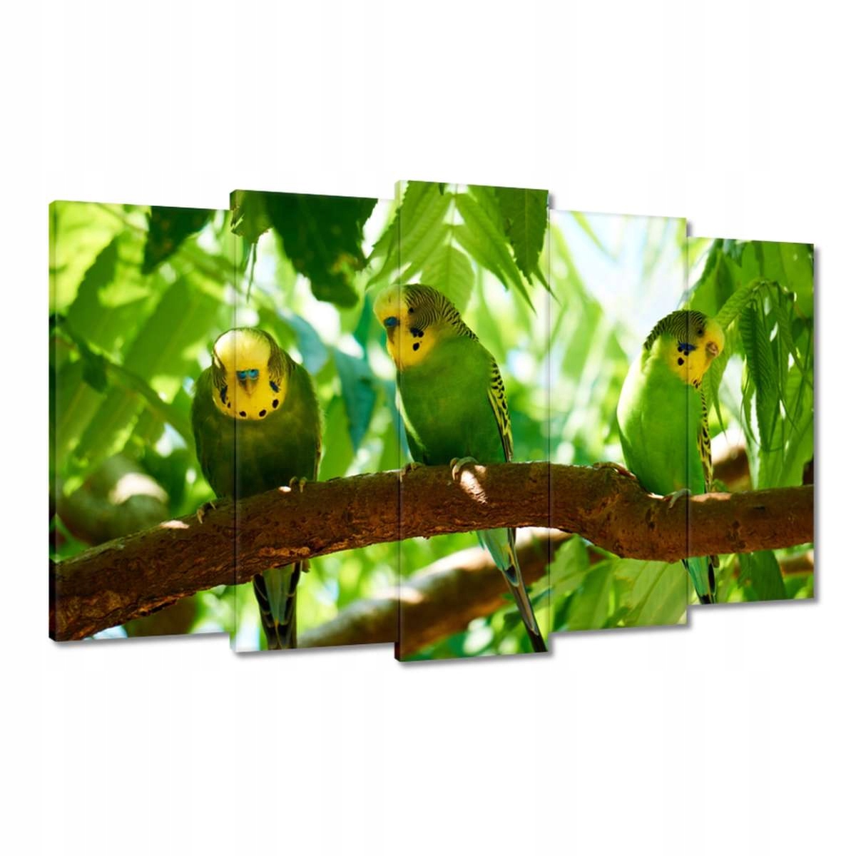 Obrazy 100x60 Papoušci Ptáčci