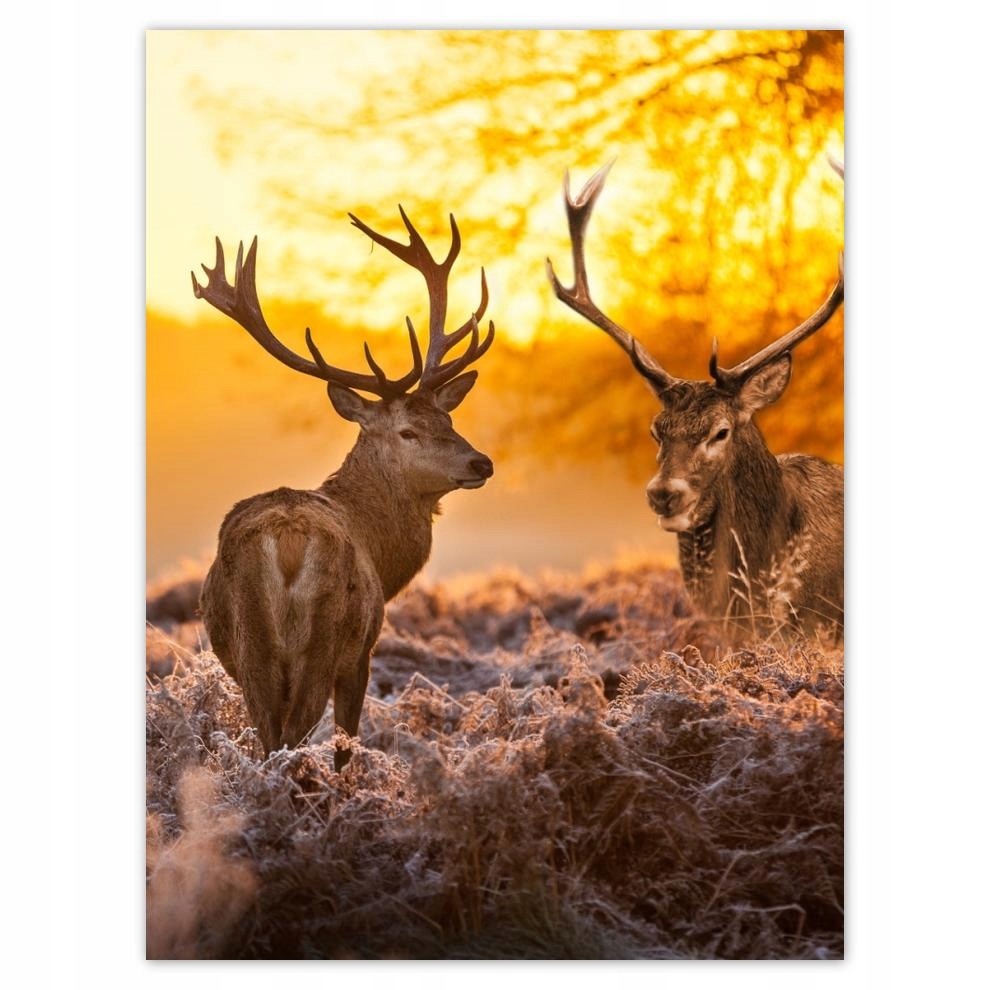 

Plakat 30x40 Jelenie o poranku