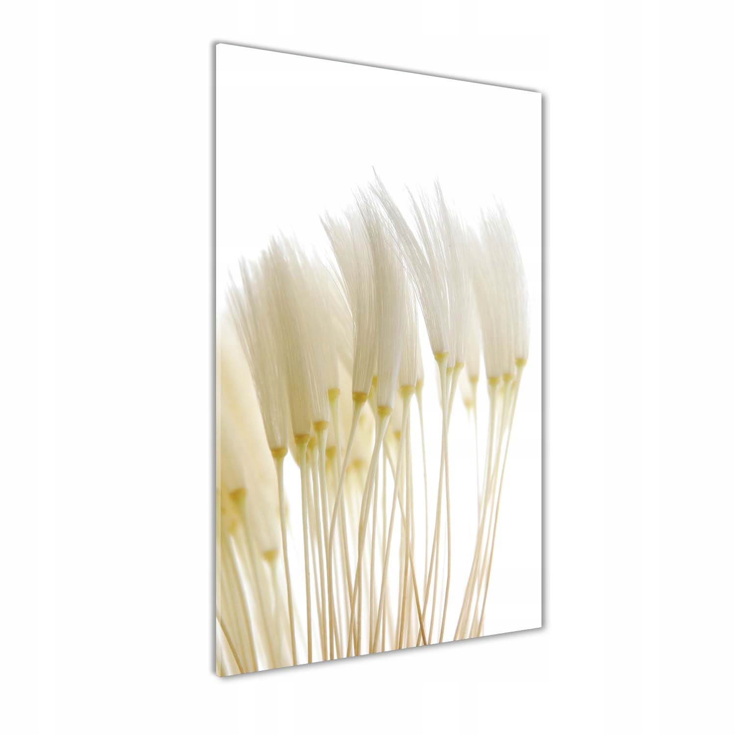 

Foto obraz na szkle Nasiona dmuchawca 60x120 cm