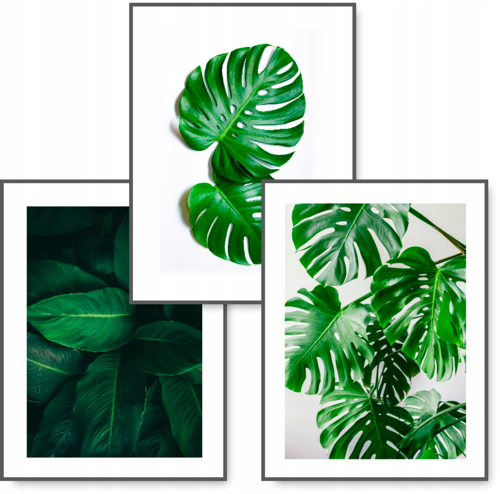 

Monstera zestaw 3 obrazy 30x40 Zieleń plakat #43B