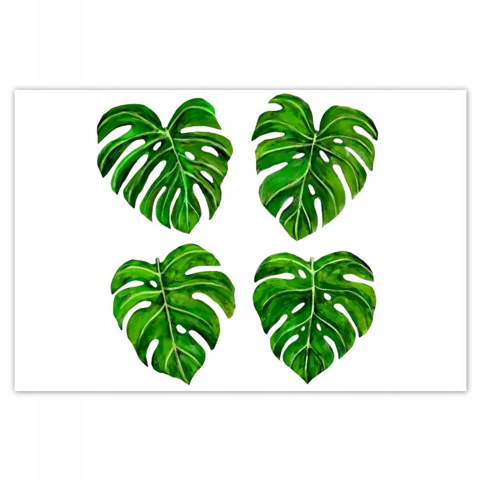 

Plakat 93x62 Liście monsery dziurawej