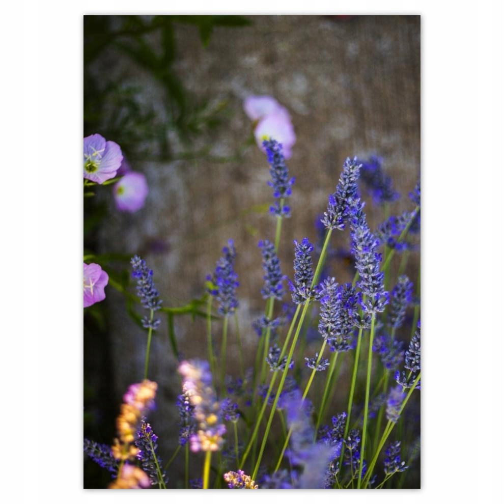 

Naklejki 50x70 Lawenda