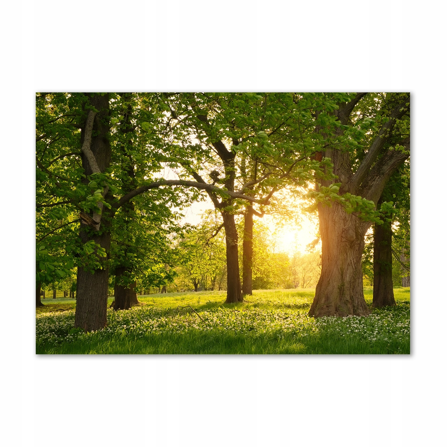 

Foto obraz szkło hartowane Drzewa w parku 100x70