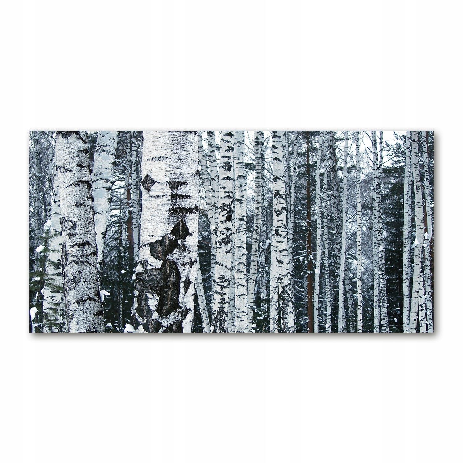 

Foto-obraz akryl Drzewa brzozy zdjęcie 140x70 cm