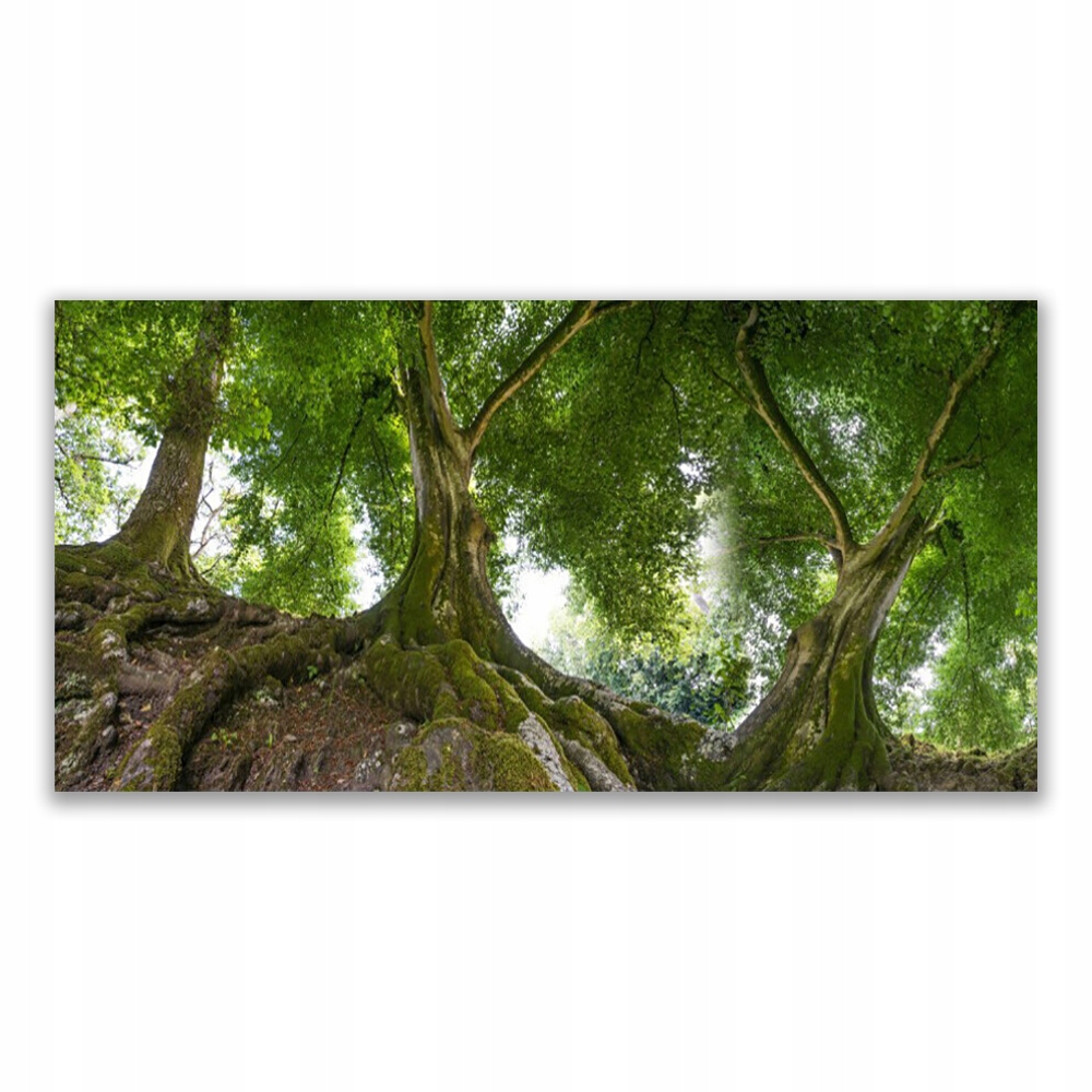 

Obraz akryl wiszący 140x70 Drzewa Roślina Natura