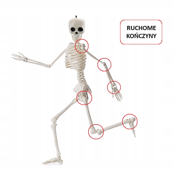 DEKORACJA SZKIELETOR SZKIELET HALLOWEEN 90 CM Materiał plastik