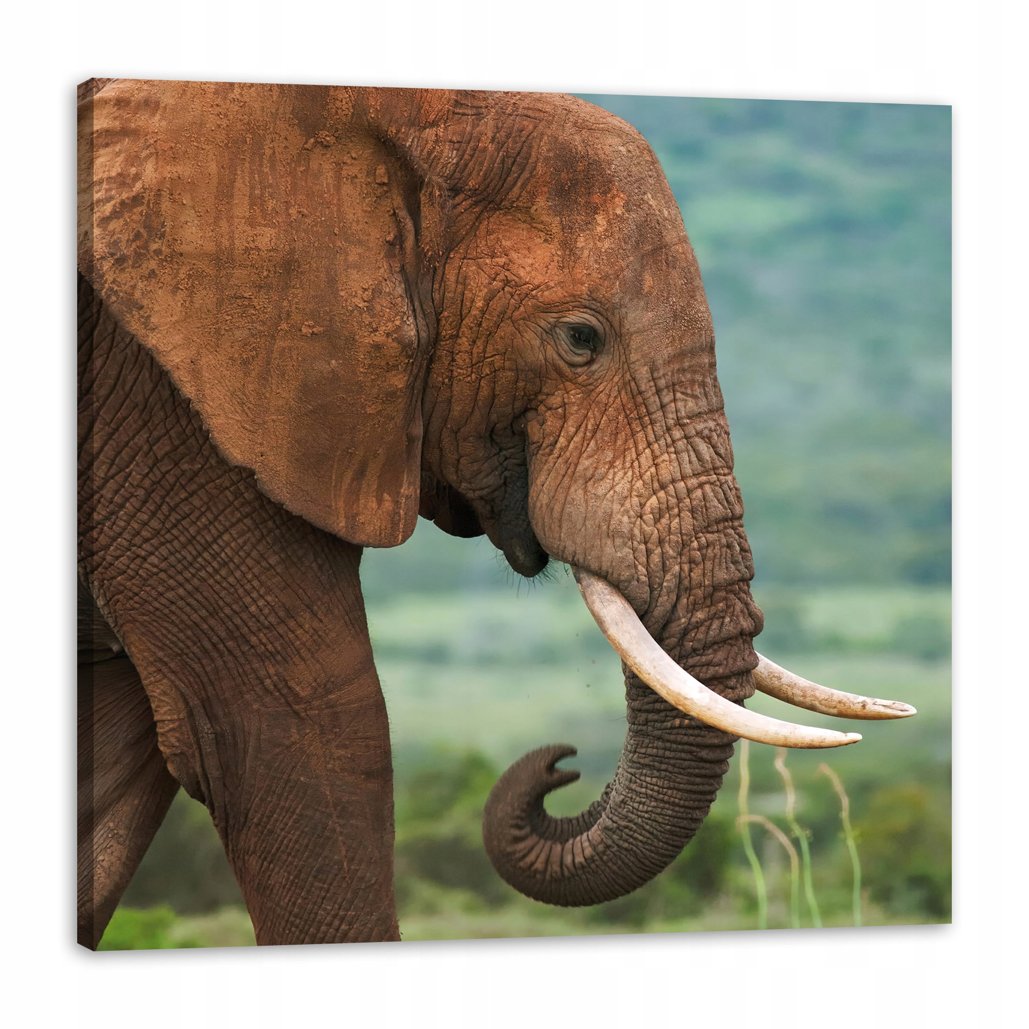 Obraz na plátně Blátivý slon Příroda 80x80 cm
