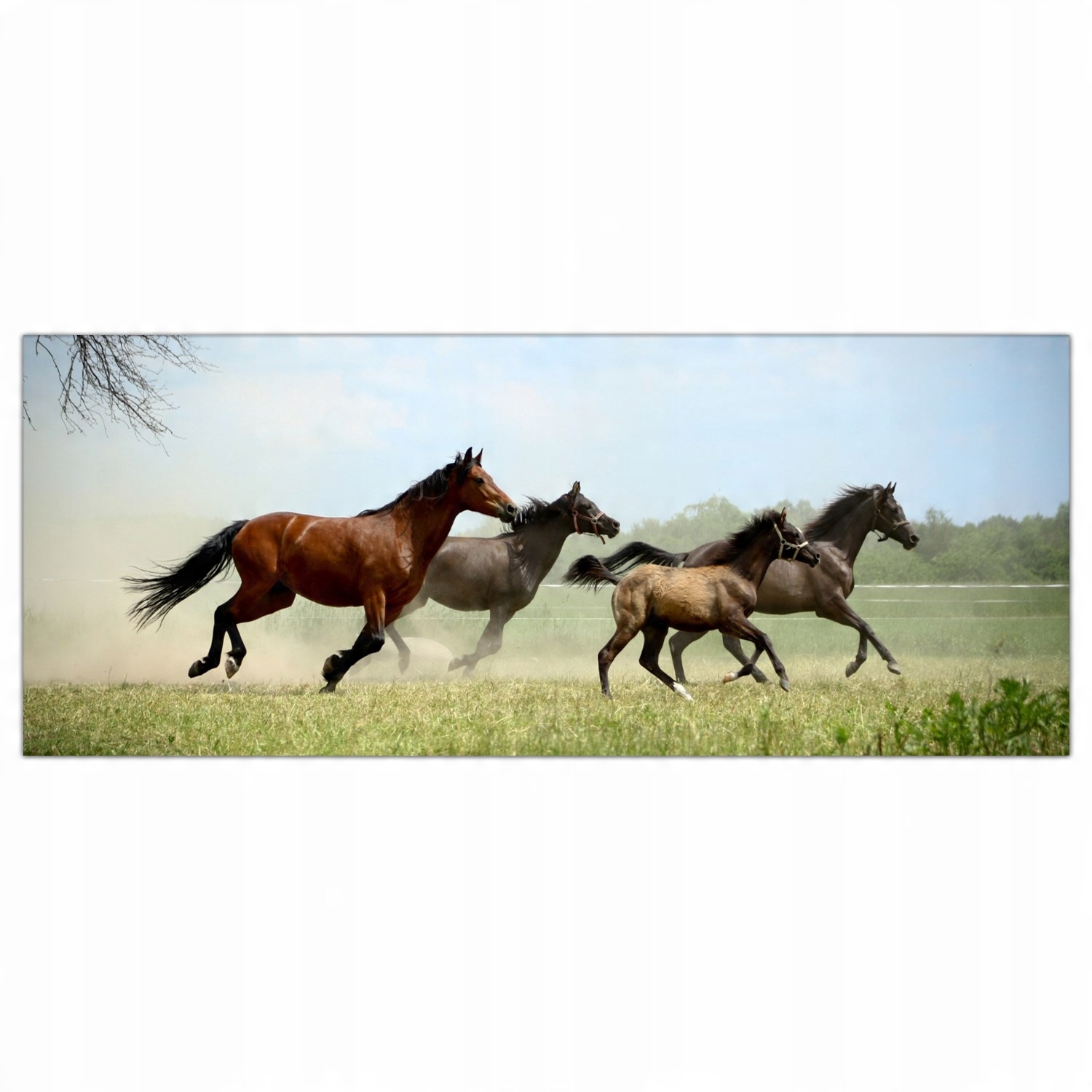 

Obraz na szkle Foto Konie Galop Zwierzęta 125x50