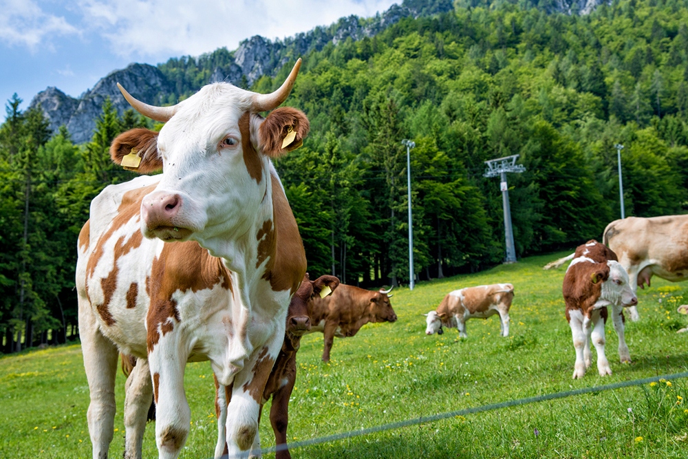 PASTUCH ELEKTRYCZNY ELEKTRYZATOR uniwersalny BYDŁO 4J DUŻE PSY BYKI BYDŁO EAN (GTIN) 5903819632132