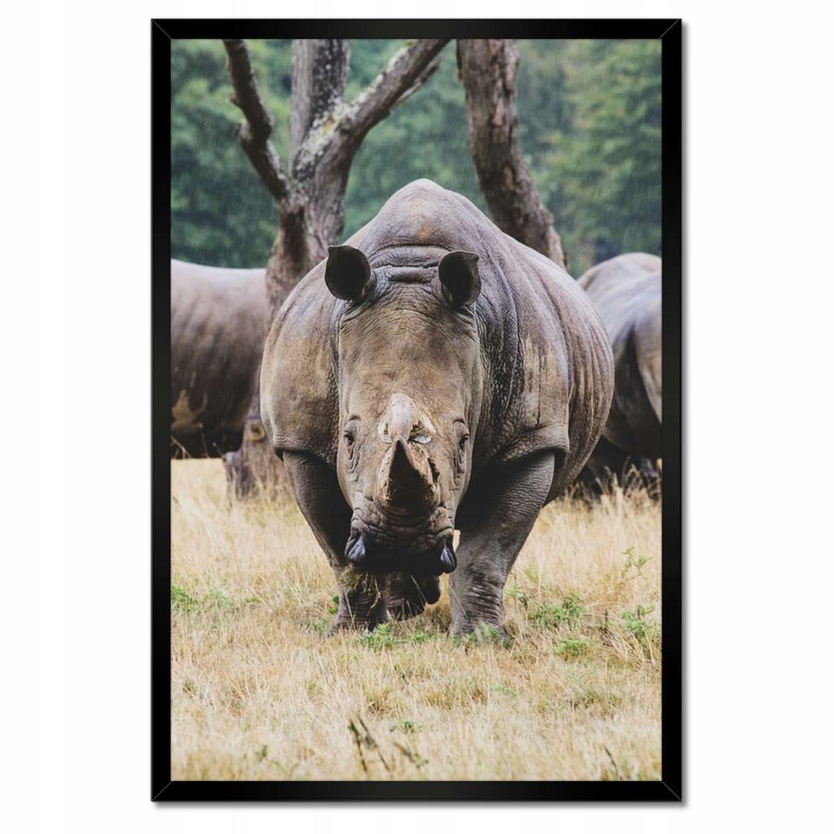 Plakáty v rámu 40x60 Zvířata Zvířátka
