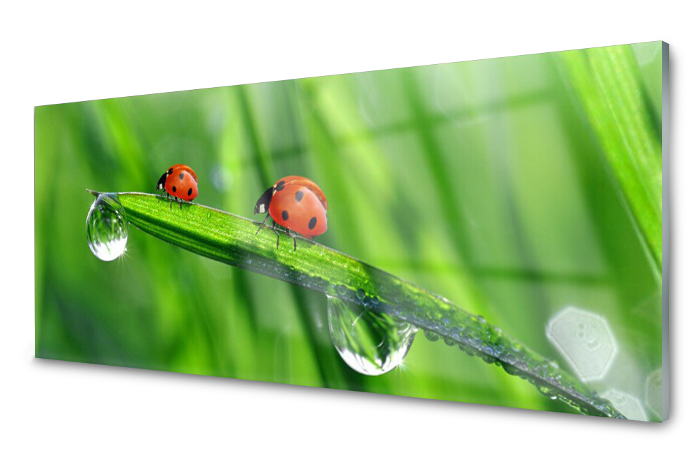 

Panel szklany do kuchni Biedronka Trawa 125x50
