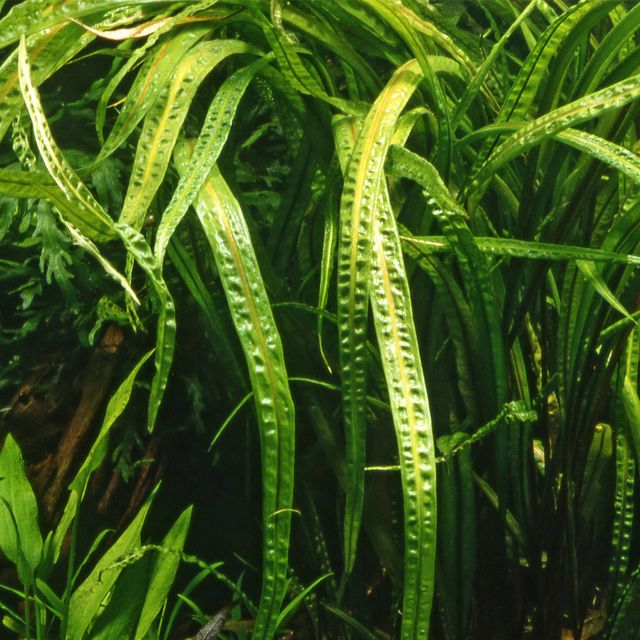 Cryptocoryne BALANSAE-Crispatula, młode sadzonki! długi, wąski liść