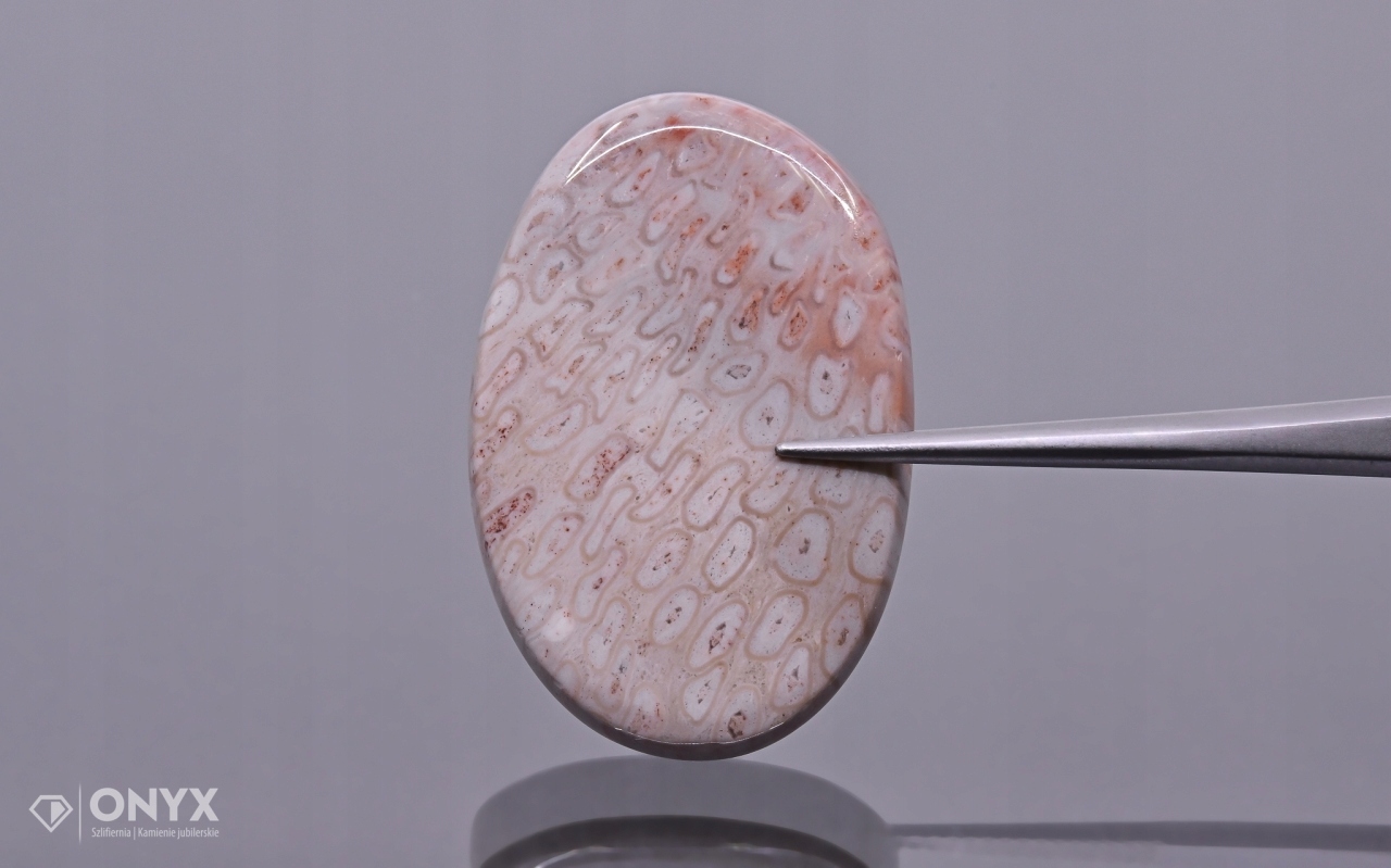 Zkamenělá dlaň konvexní nepravidelná dlažba 31,5x20,5 mm