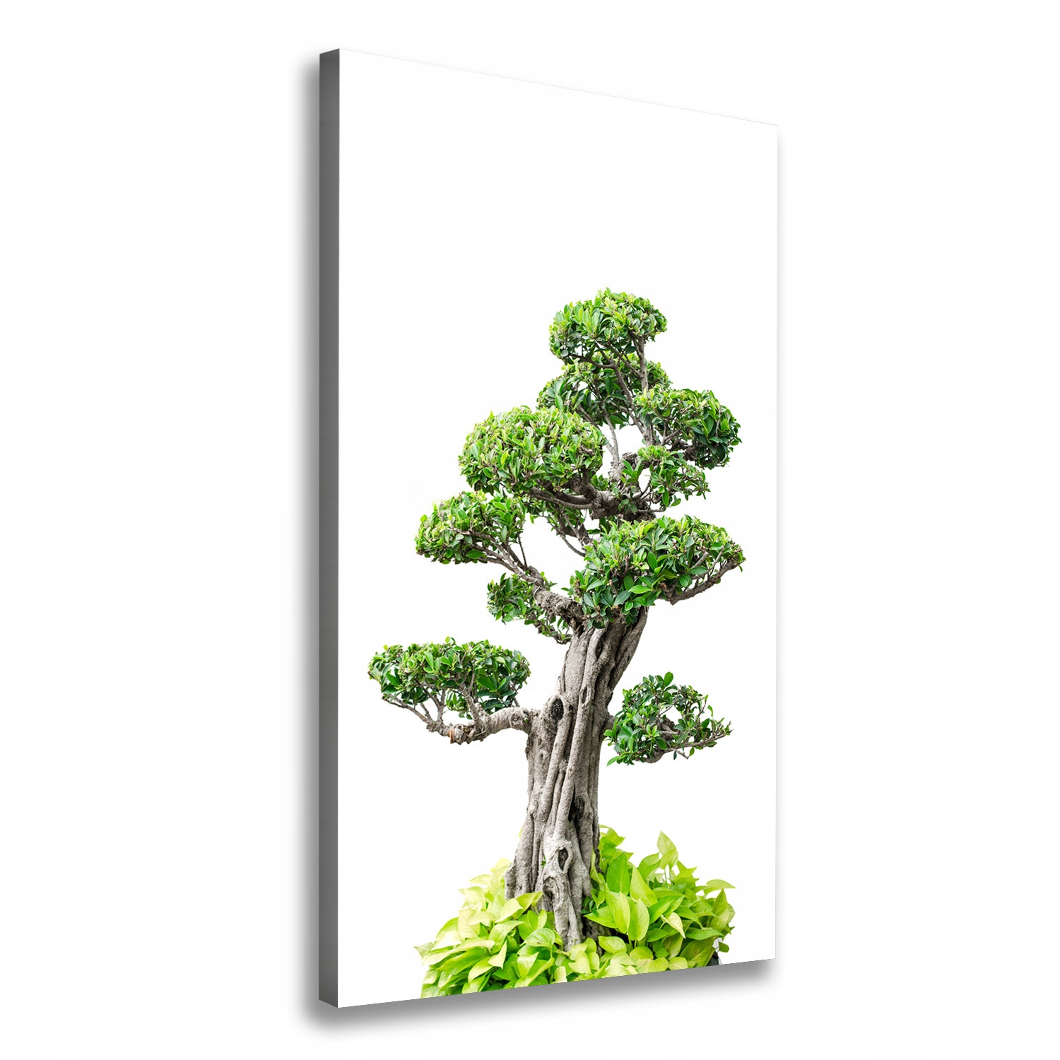 

Foto obraz na płótnie Drzewo bonsai 70x140 cm