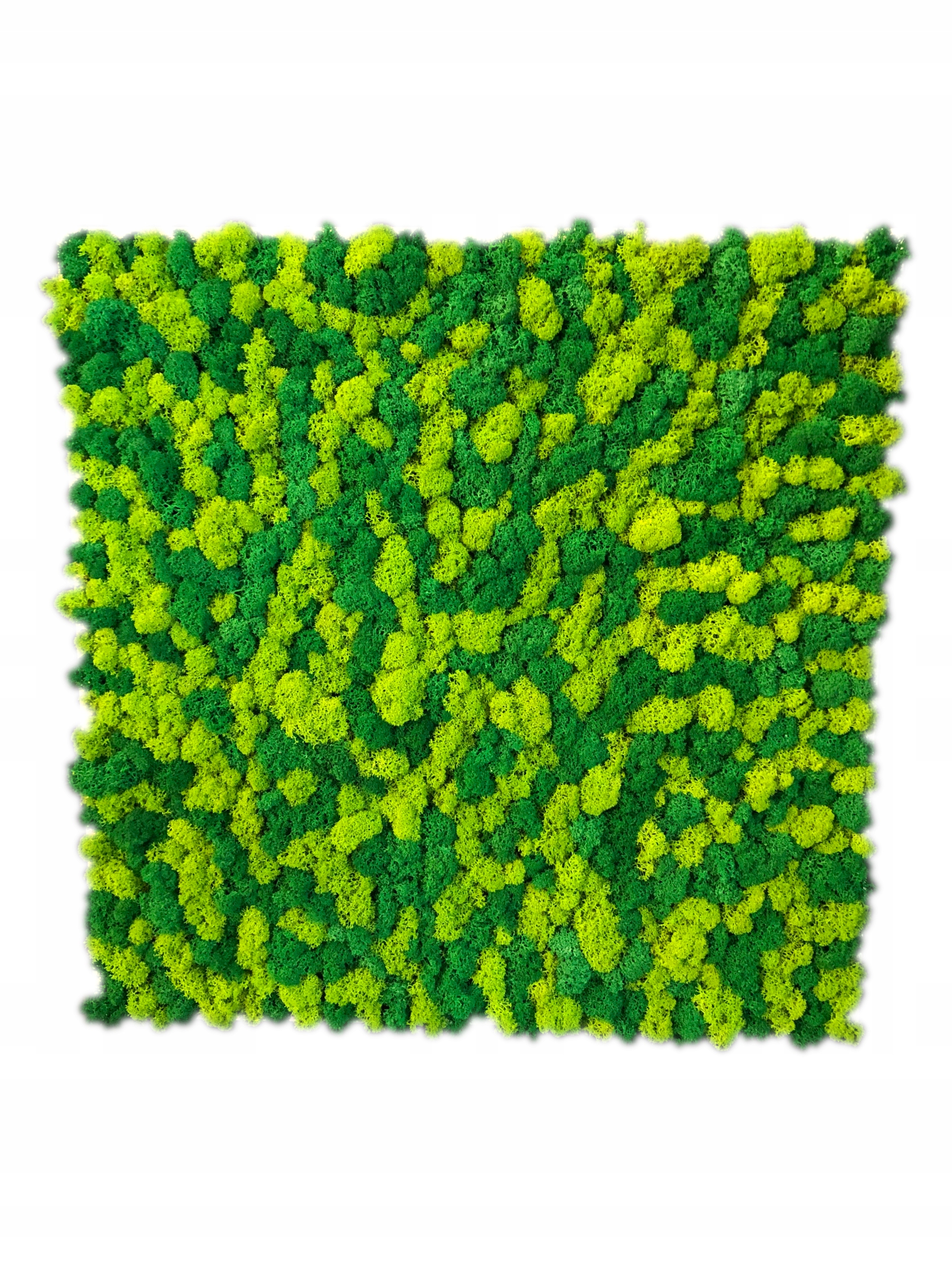 Panel z mechu Chrobotka finského Premium! Obraz