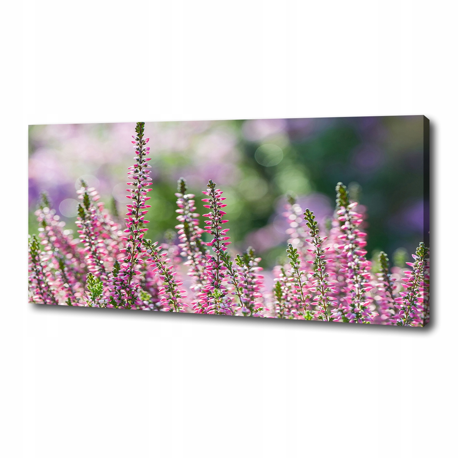 

Foto obraz na płótnie Kwiaty wrzosu 125x50 cm